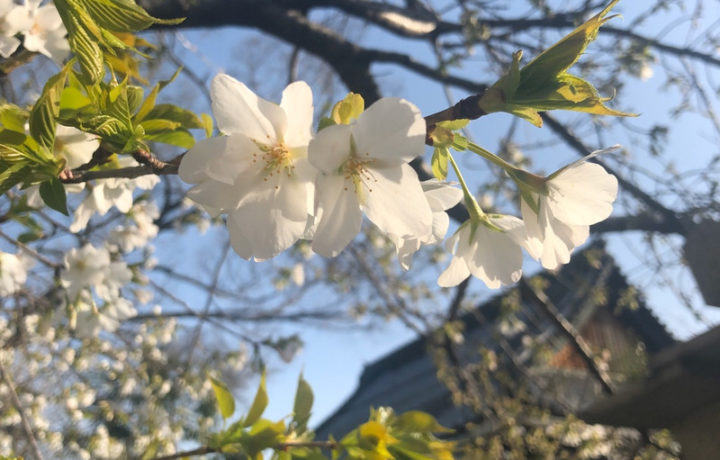 桜の花