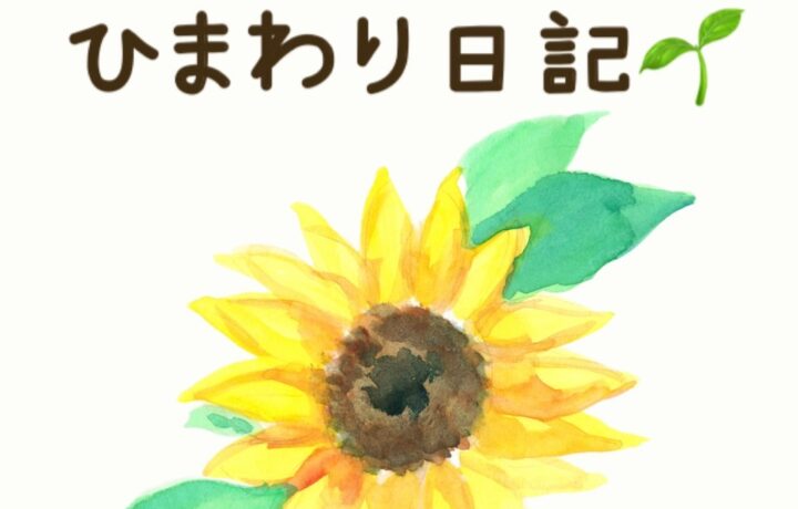 ひまわりの成長を記録している様子