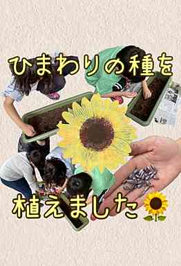 ひまわりの種を植えている様子