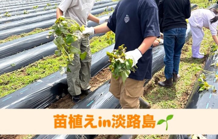 苗植え