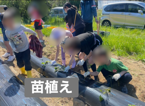 MUKUFARMで苗植えを楽しみ子ども達の様子